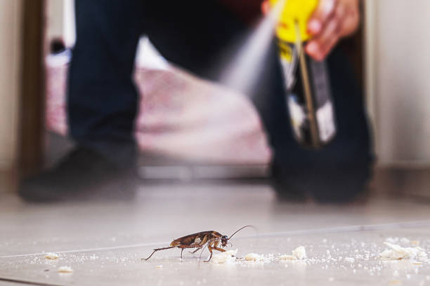 Best Local Pest Control Services  in Mentor, OH